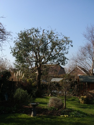 Townscape Tree surgery works 